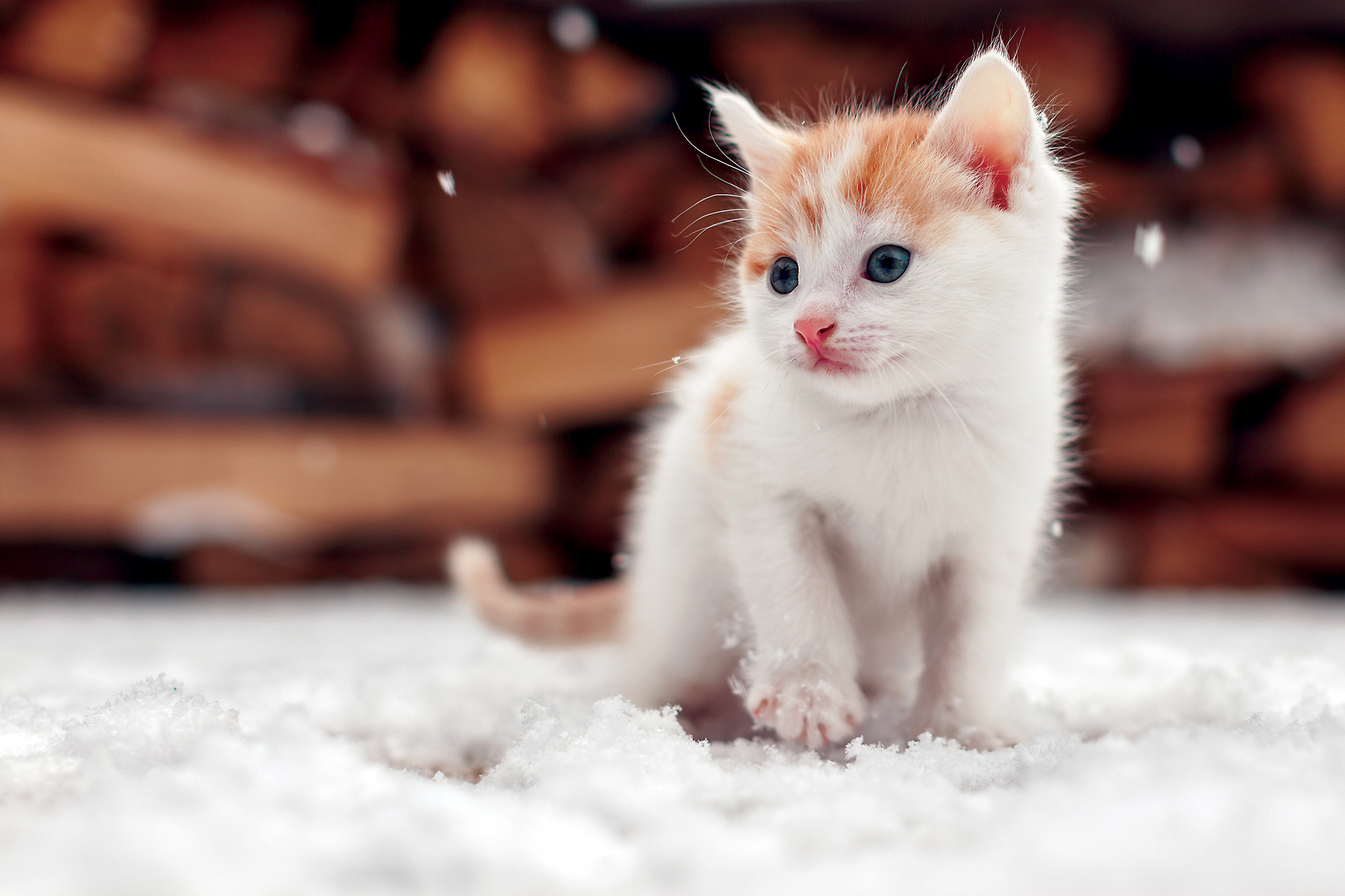 Small red lonely kitten on snow